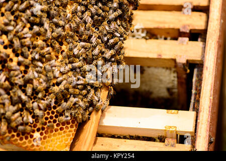 Blick in die Wabenrahmen eines Bienenstocks Stockfoto