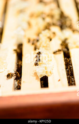 Blick in die Wabenrahmen eines Bienenstocks Stockfoto