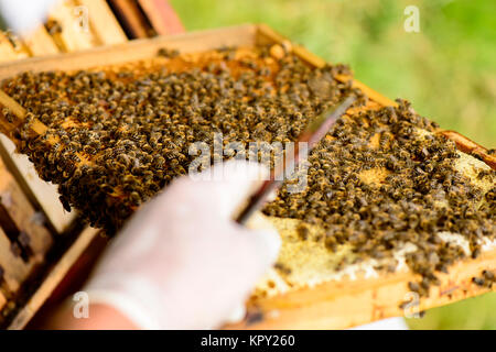 Blick über die Schulter des Imkers in den Wabenrahmen mit Bienen und Stockmeißel Stockfoto