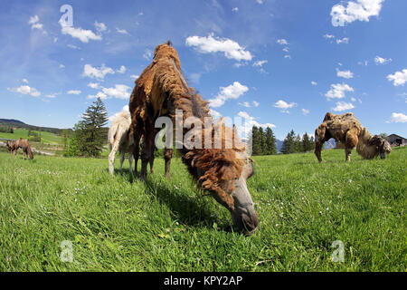 Trampeltiere, zweihÃ¶ckriges Kamele auf einer Wiese in Bayern (Allgäu) Stockfoto