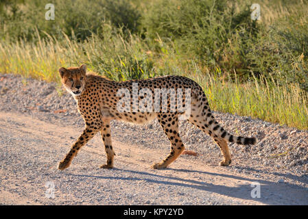 Der Kgalagadi Transfrontier Park zwischen Südafrika und Botswana ist prime Wüste Land für die Anzeige von Wildnis im öffnen. Gepard in der Straße. Stockfoto