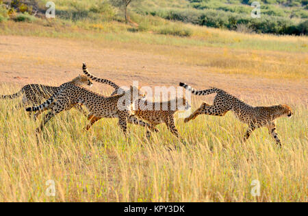 Der Kgalagadi Transfrontier Park zwischen Südafrika und Botswana ist prime Wüste Land für die Anzeige von Wildnis im öffnen. Laufenden Geparden Familie. Stockfoto