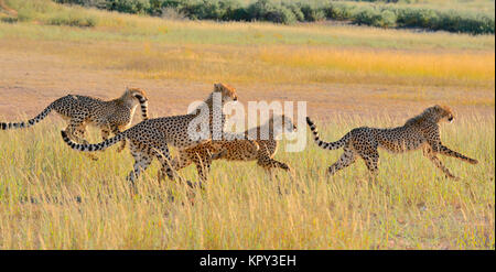 Der Kgalagadi Transfrontier Park zwischen Südafrika und Botswana ist prime Wüste Land für die Anzeige von Wildnis im öffnen. Laufenden Geparden Familie. Stockfoto