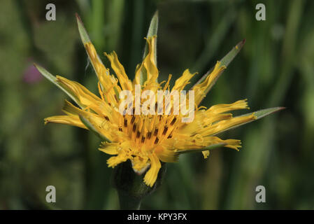 Wiesenbocksbart, frische Blüte, kurz nach dem Öffnen. Tragopogon pratensis, sterben Sky öffnen sich nur frühmorgens für etwa zwei Stunden. Frühere Nutzpflanze, essbar, Wurzeln, frische Triebe, Blätter. Englisch: Jack-gehen-zu-Bett-at-Mittag, Wiese, Schwarzwurzeln, auffällige Ziegenkäse - Bart oder Wiese Ziege - Bart Stockfoto