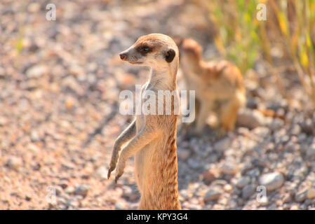 Der Kgalagadi Transfrontier Park zwischen Südafrika und Botswana ist prime Wüste Land für die Anzeige von Wildnis im öffnen. Erdmännchen Sentry auf der Hut. Stockfoto