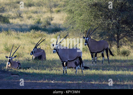 Der Kgalagadi Transfrontier Park zwischen Südafrika und Botswana ist prime Wüste Land für die Anzeige von Wildnis im öffnen. Oryx. Stockfoto