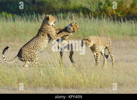 Der Kgalagadi Transfrontier Park zwischen Südafrika und Botswana ist prime Wüste Land für viewingplay Wildnis im öffnen. Geparden Familie spielen Stockfoto