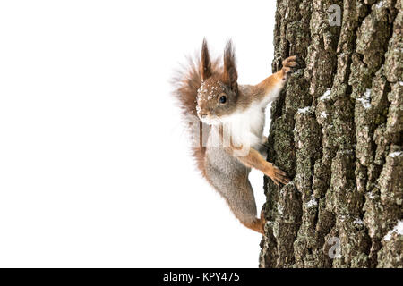 Neugierig flauschige Eichhörnchen sitzt auf Baumstamm und die Suche nach Nahrung auf weißem Hintergrund Stockfoto