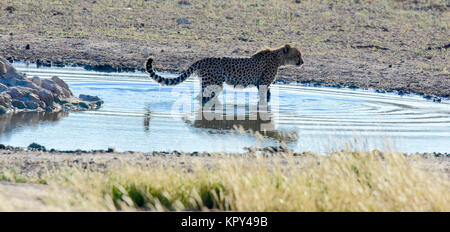 Der Kgalagadi Transfrontier Park zwischen Südafrika und Botswana ist prime Wüste Land für die Anzeige von Wildnis im öffnen. Geparden Familie am Wasserloch. Stockfoto