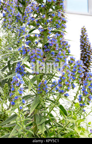 (Echium vulgare) Stockfoto