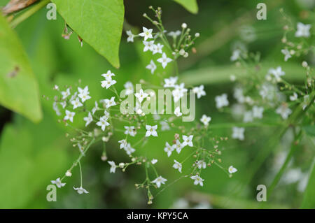 Kleine Blüten der Weißen bedstraw Stockfoto