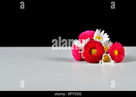 Blume schwarzer Hintergrund Stockfoto