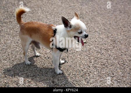 Gähnen Chihuahua Stockfoto