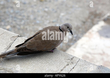 Ring-Necked Taube Stockfoto