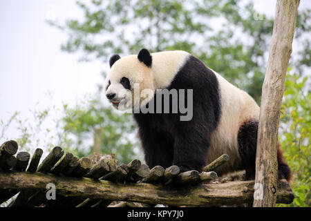 Panda in Nahaufnahme Stockfoto