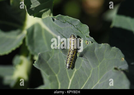 Kohlweißling Larve oder Caterpillar Fütterung auf ein Brokkoli oder brassica Anlage Pieris rapae im Herbst in Italien Stockfoto