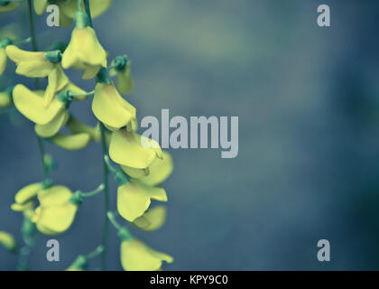 Robinia pseudoacacia Baum Blumen, wissen wie Robinie, Gelb, Kopie Raum Stockfoto