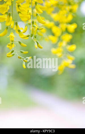 Robinia pseudoacacia Baum Blumen, wissen wie Robinie, Gelb, Kopie Raum Stockfoto