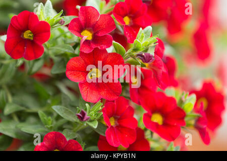 Red Millionen Glocken Blume Stockfoto