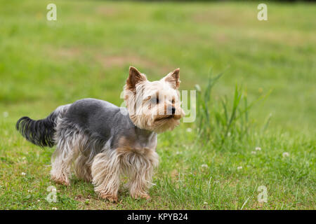 Süße kleine verspielte Yorkshire Terrier Stockfoto