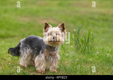 Süße kleine verspielte Yorkshire Terrier Stockfoto