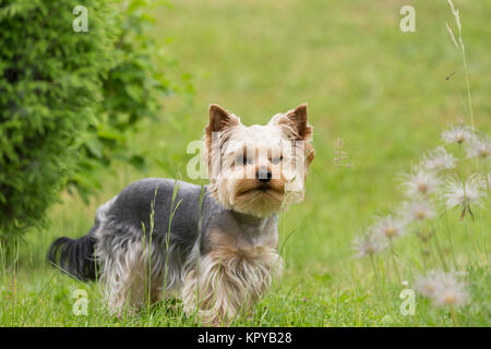 Süße kleine verspielte Yorkshire Terrier Stockfoto
