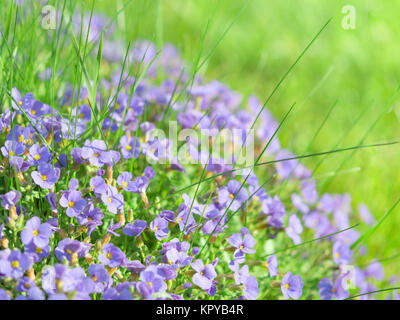 Kleine blaue Feld Blumen auf Sonnenlicht Almwiese Stockfoto