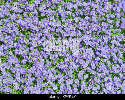 Aubrieta winzigen blauen Sommer Blumen Hintergrund Stockfoto