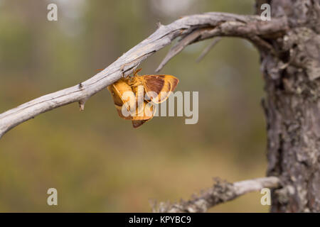 Oak eggar Motte Paarung Stockfoto