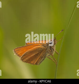 Europäische Skipper Closeup Stockfoto