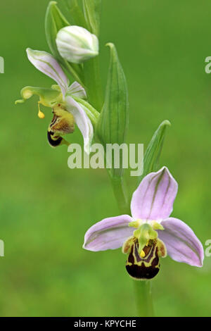 Flower Bee Orchid in Vorder- und Seitenansicht Stockfoto