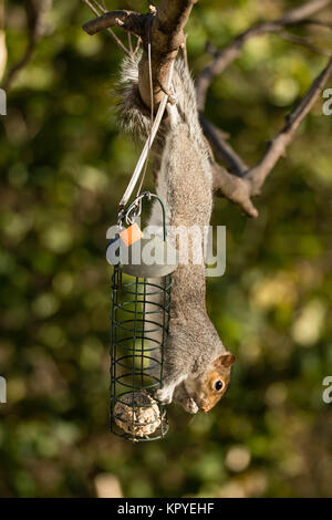 Östlichen Grauhörnchen (Sciurus carolinensis) Essen auf Bird Feeder. In der Familie Sciuridae Fütterung mit Fett Kugel Nagetier Stockfoto