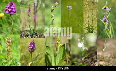 Auswahl an britischen Orchideen. Wildblumen in der Familie der Orchidaceae native in das VEREINIGTE KÖNIGREICH Stockfoto