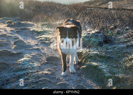 Border Collie an einem frostigen Weg in den Hügeln des Peak District an einem kalten Wintermorgen. Stockfoto