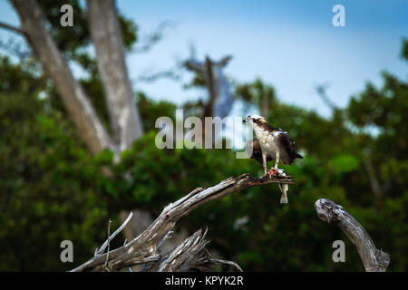 Florida Osprey thront auf einem Zweig essen einen Fisch aus dem Golf von Mexiko Pandion haliaetus Stockfoto