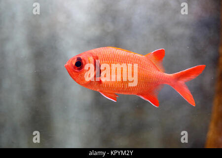 Big-eyed soldierfish (Myripristis berndti) in Japan Stockfoto