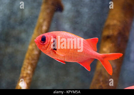 Big-eyed soldierfish (Myripristis berndti) in Japan Stockfoto