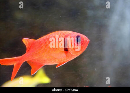 Big-eyed soldierfish (Myripristis berndti) in Japan Stockfoto