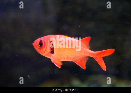 Big-eyed soldierfish (Myripristis berndti) in Japan Stockfoto