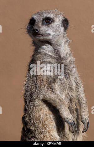 Erdmännchen (Suricata suricatta) kleine Fleischfresser der mongoose Familie, die stehen. Stockfoto