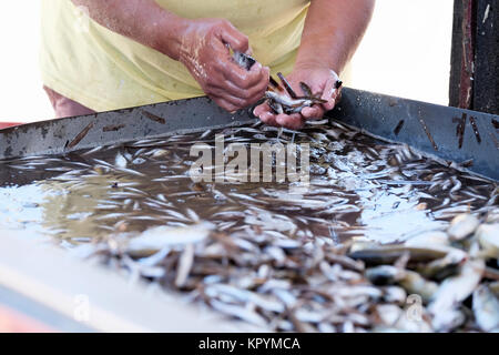 Eine Frau fisch Verkäufer Art durch einen frisch gefangenen und fangen an kleinen Jungfischen, Braten oder Fingerling gelandet. Sie sind für den Verkauf am Straßenrand stand. Stockfoto