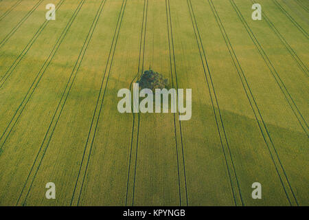Luftaufnahme von einsamen Baum in der Mitte des grünen Weizenfeld mit Traktor Titel Crossing das Feld Stockfoto