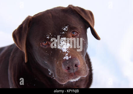 Lab Schokolade im Winter mit Schnee auf ihrem Gesicht. Stockfoto