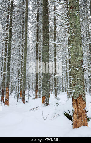 Taiga Wald im Winter mit Bäumen, die Anzeichen von Rinde von Schäden, die durch das Surfen Elch (Nordamerika) oder Elch (Eurasien) Stockfoto