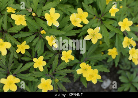 Anemone ranunculoides Stockfoto