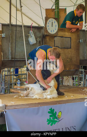 Junge Landwirte Schafschur Kington Landwirtschaft zeigen Herefordshire UK 2017 Stockfoto