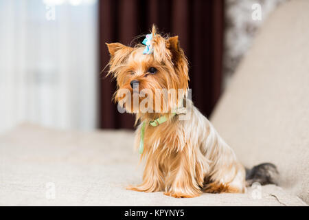 Miniatur Hunderasse Yorkshire Terrier mit blauer Schleife in einem grünen Kragen sitzt auf der Couch Stockfoto