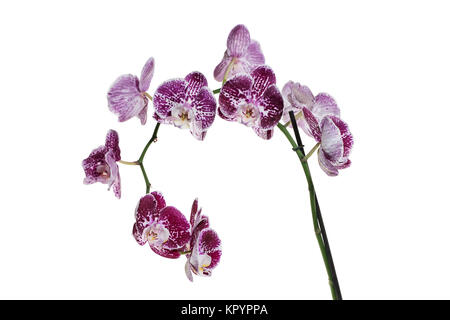 Lila gesprenkelte und gefleckte Orchid stem. Lila Blume Zweig. Phalaenopsis blühen Blüte Fokus auf isolierten weißen Hintergrund Stapel Stockfoto