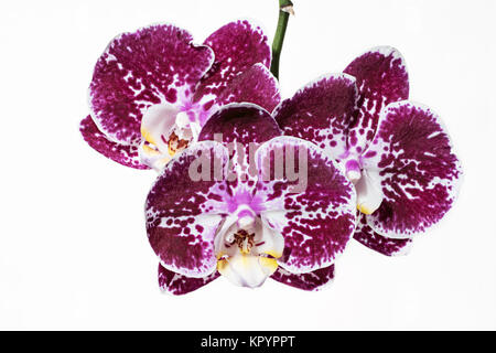Lila gesprenkelte und gefleckte Orchid stem. Lila Blume Zweig. Phalaenopsis blühen Blüte Fokus auf isolierten weißen Hintergrund Stapel Stockfoto