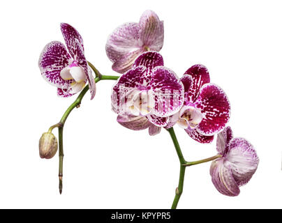 Lila gesprenkelte und gefleckte Orchid stem. Lila Blume Zweig. Phalaenopsis blühen Blüte Fokus auf isolierten weißen Hintergrund Stapel Stockfoto